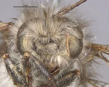 Media type: image;   Entomology 10528 Aspect: head frontal view
